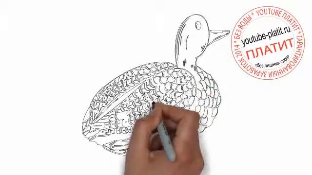 Как нарисовать карандашом утку гагару смотреть онлайн