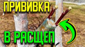 Прививка яблони в расщеп — так сможет КАЖДЫЙ!