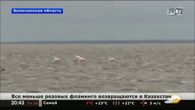 Все меньше розовых фламинго возвращаются в Казахстан смотреть онлайн
