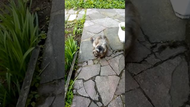 Кошечка мими играет с рыбкой смотреть онлайн