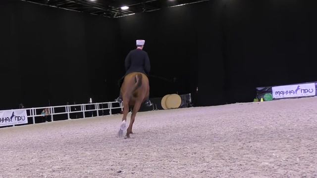 Дончак! Ну до чего красив!! Донская порода лошадей - Золотая лошадь. Конная выставка #ИППОсфера 201 смотреть онлайн