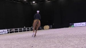 Дончак! Ну до чего красив!! Донская порода лошадей - Золотая лошадь. Конная выставка #ИППОсфера 201