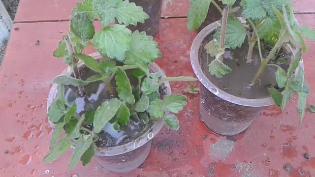 Grow swedish ivy cutting in 20 days// How to grow Plectranthus verticillatus from cuttings. смотреть онлайн