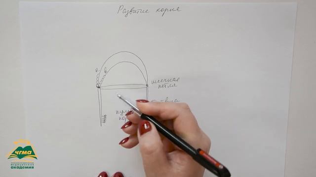Развитие корня зуба смотреть онлайн