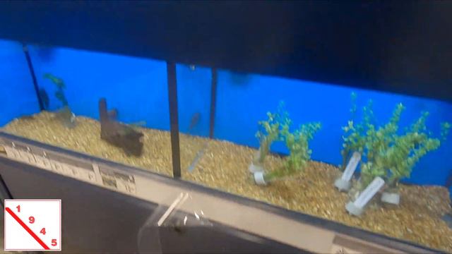 Fish Review Petco (Review Ikan di Petco) смотреть онлайн