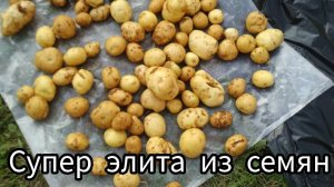 🥔Опыт выращивания  картофеля из семян на второй год. Супер элитная картошка!🥔