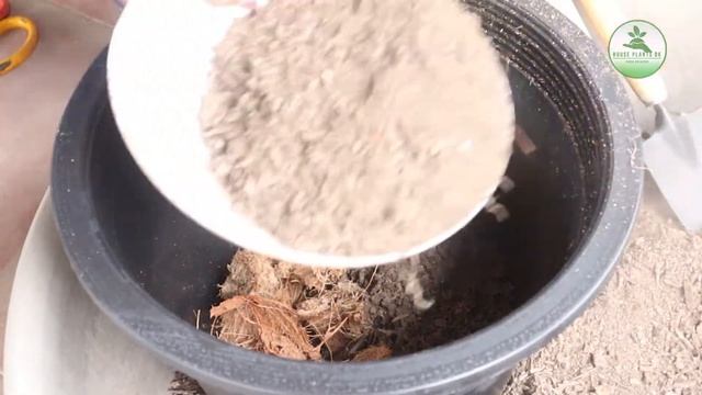 E37 GROWING PLANT - BEAUTIFUL INDOOR PLANT CALATHEA LANCIFOLIA / RATTLESNAKE PLANT смотреть онлайн