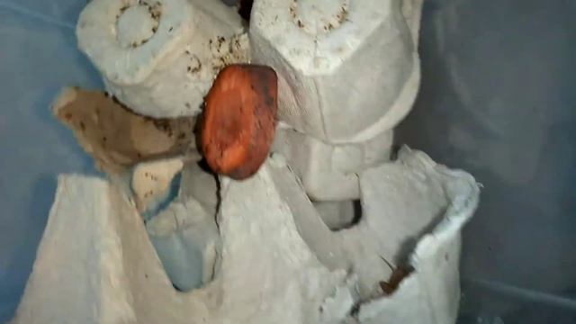 Банановый сверчок в домашних условиях смотреть онлайн