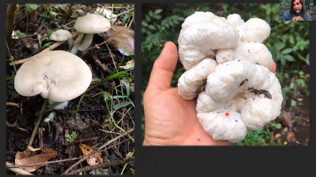 November Virtual ID Table (MAWDC 11/2/21) смотреть онлайн