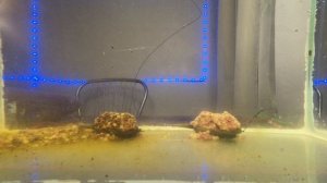 Пеллетс для ФЛЭТ ФИДЕРА  Коппенс Coppens | Осетровый пеллетс |ФЛЭТ МЕТОД