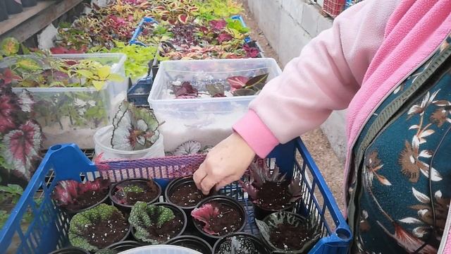 Бегония декоративно лиственная размножение листом смотреть онлайн