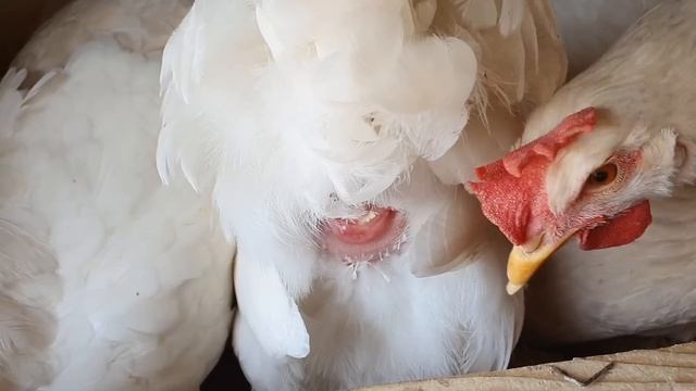 Chicken laying an egg close up ! - 4K смотреть онлайн