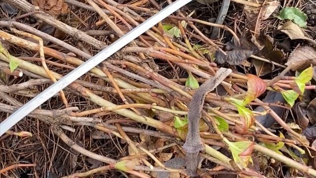 Как сохранить крупнолистную гортензию в открытом грунте.