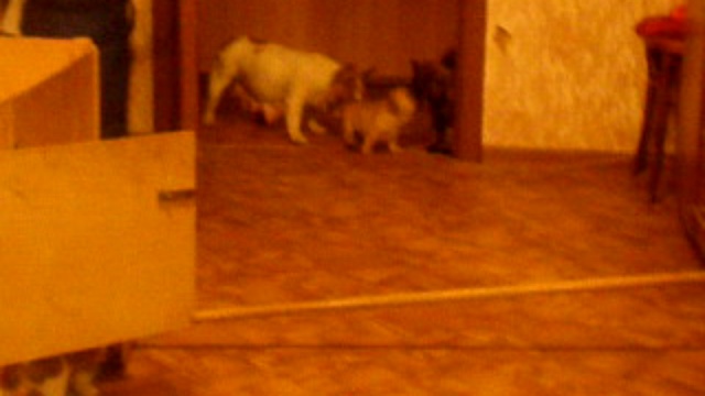 щенки фр.бульдога