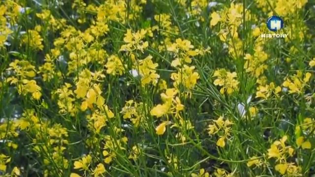 История России Откровения 2 из 3 Волгоград 2012 SATRip смотреть онлайн