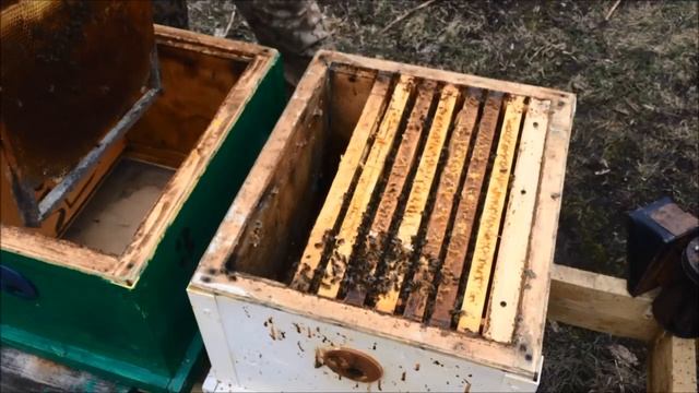 Поймал огромную мышь в улье на мышеловку. Пересаживаю пчел в чистый улей. Есть ли вредитель в улье? смотреть онлайн