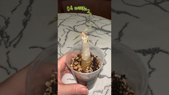 Эксперимент по спасению вариегатного сеянца адениума. Часть 3.