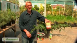 Удобрения для хвойных