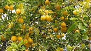 Выращивание лимона в теплице как бизнес идея