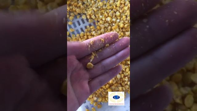 Drying maize by Lantai microwave vacuum dryer смотреть онлайн
