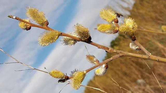 Как цветет верба Красиво Весна Звуки природы смотреть онлайн