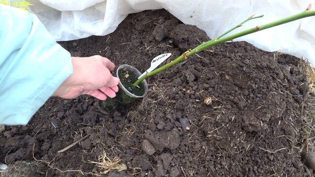 Как сохранить черенки роз зимой? смотреть онлайн