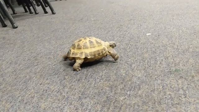 Wildlife To Go: Turtle or Tortoise смотреть онлайн