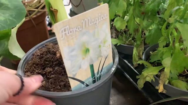 ? УЦЕНОЧКА ? Уценка растений в магазине Мегастрой, 2023 ( средняя цена на растения 112 руб❗️) смотреть онлайн