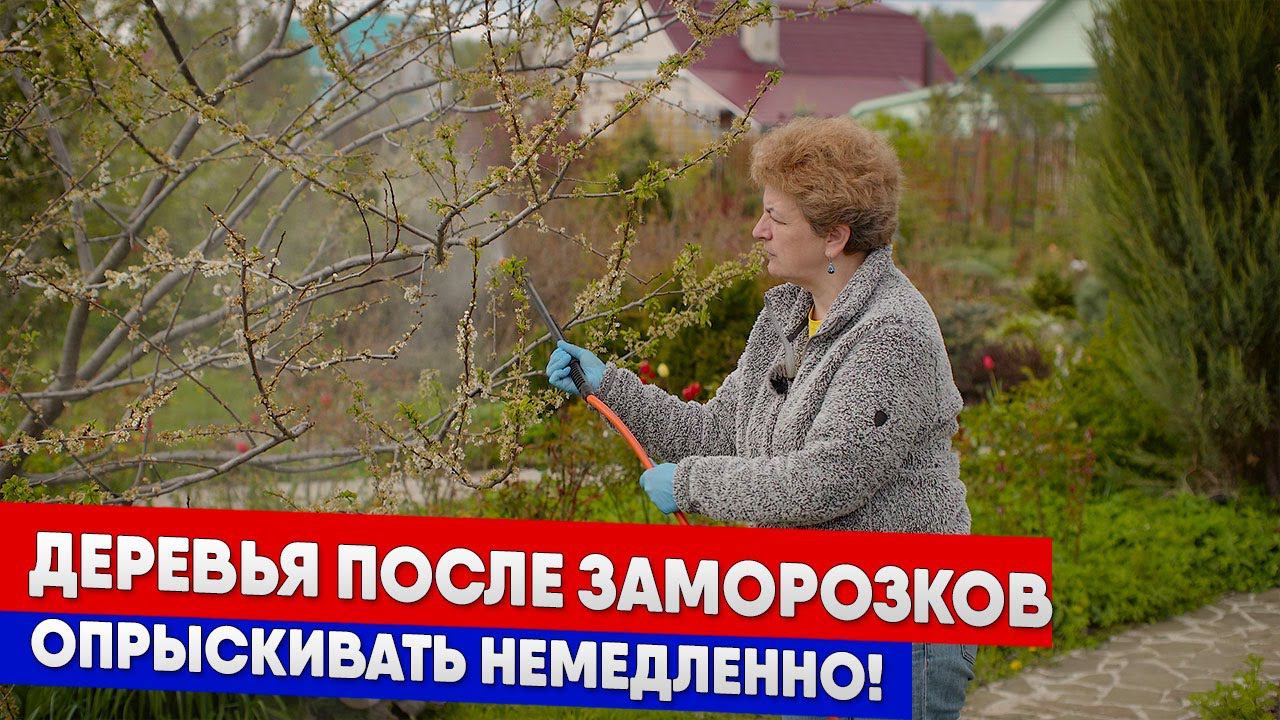 Деревья после заморозков - опрыскивать немедленно!