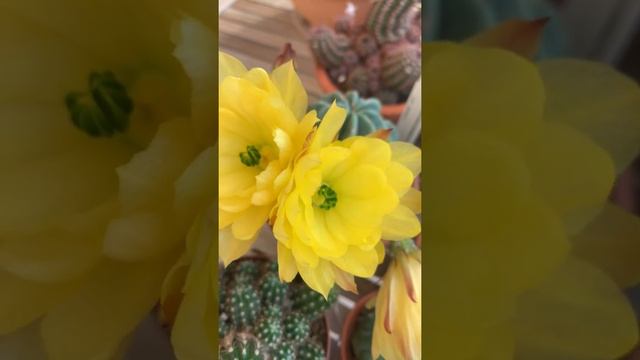 echinocereus subinermis? смотреть онлайн