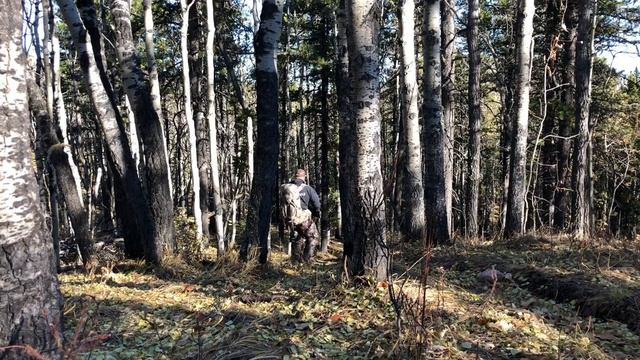 2018 Alberta Whitetail - WMU 406 - Foothills Whitetail!! смотреть онлайн