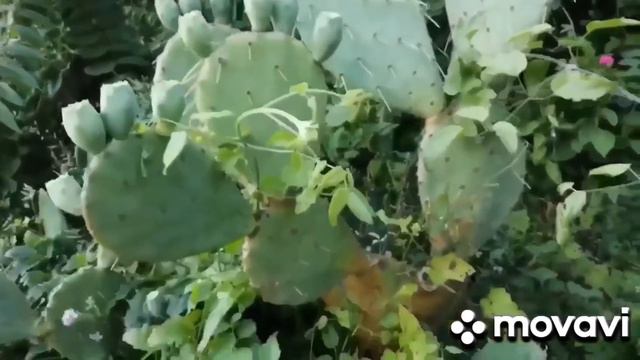 Отдых в ТУАПСЕ. Счастливые выходные в уютном местечке по доступной цене. (3 минуты до моря) смотреть онлайн