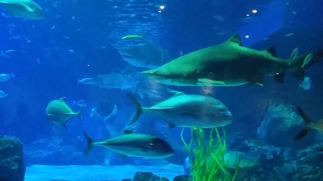 В Пусанском океанариуме - 6. Акулы. смотреть онлайн