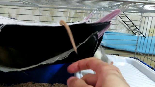 Крысы-хаски из ЭкоАда! ? Первый день в нашем приюте. Из Е-бурга с приветом! ? ( Fansy Rats ) ? смотреть онлайн