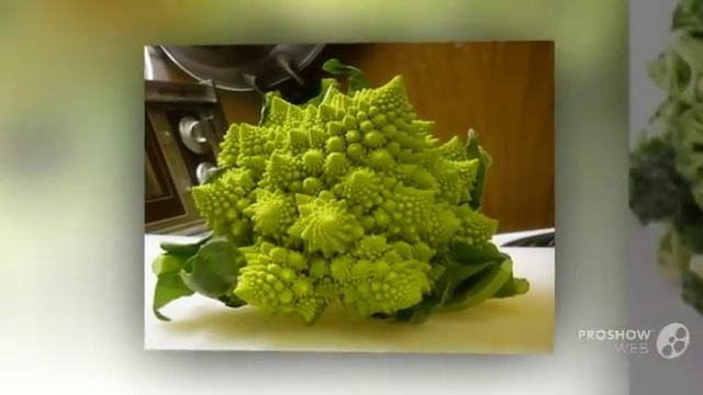 Капуста_брокколи. В_каких_условиях_выращивать_брокколи смотреть онлайн