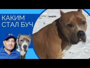 Каким стал БУЧ