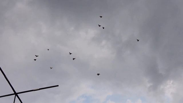 Николаевские голуби ближе к вечеру. смотреть онлайн