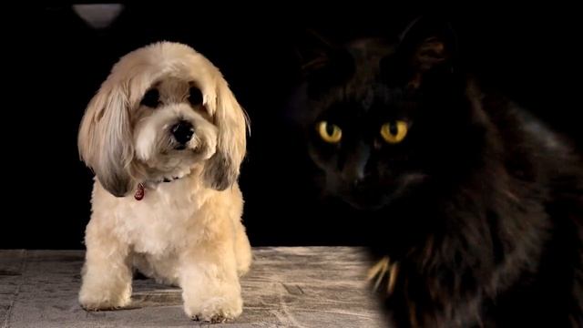 Don't Worry Be Happy - by Cats смотреть онлайн