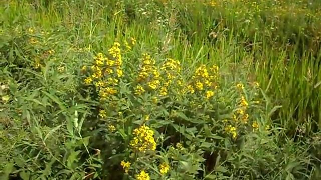 Wederik Lysimachia vulgaris 7 juli 2010.wmv смотреть онлайн