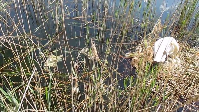 Прогулка по озеру и необычная семейная сцена... смотреть онлайн