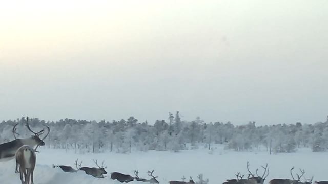 олени дед мороза смотреть онлайн