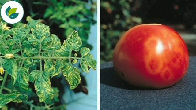 Tomato Mosaic Virus (Symptoms and Management) | Mosaic Virus | Krishi Network смотреть онлайн
