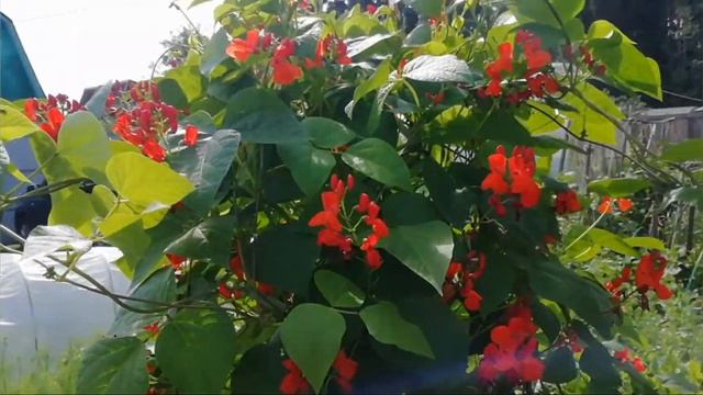 Живая изгородь смотреть онлайн