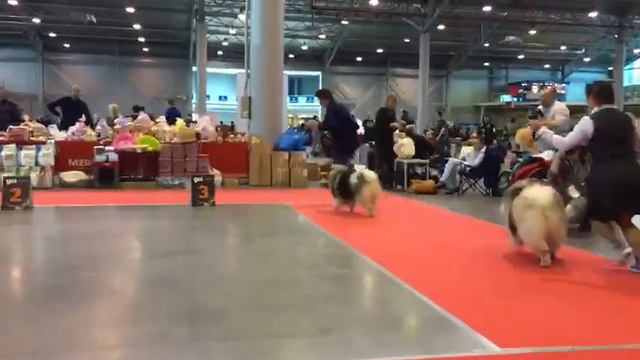 02/02/2019 моно НЕМЕЦКИЙ ШПИЦ (ПК) клуб "Петербург" смотреть онлайн