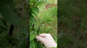 Чёрная тля на растениях