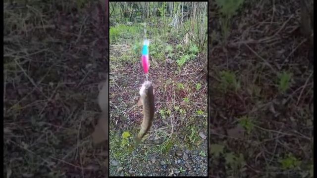 Ловля форели на воблер 55 мм (6,2 гр) от Mr. Musurok