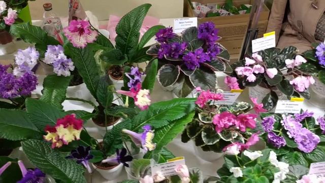 Выставка фиалок смотреть онлайн