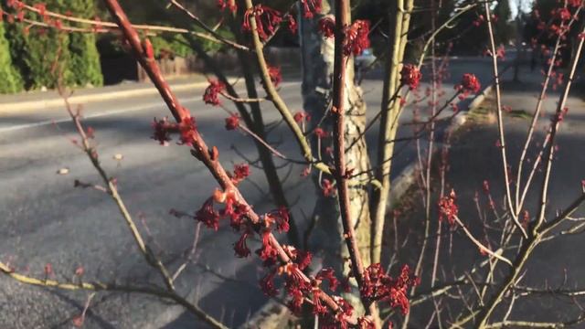 Testing out the Zhiyun Smooth Q with iPhone 8 смотреть онлайн