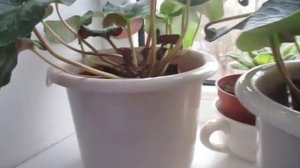 "Блендер и цикламен! Полив из поддона! Совет/подсказка!"