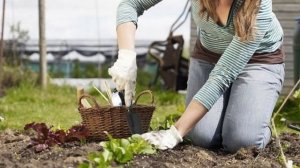 Можно ли копать и сажать в огороде на Страстной неделе 2022 году